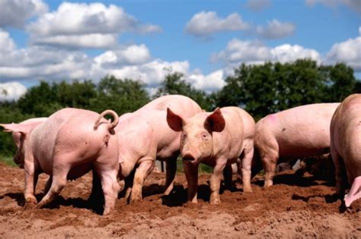 
S.Korea reports new African swine fever case 
