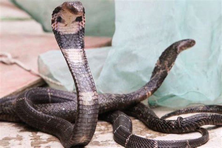 
Swedish Zoo Searching for Missing Cobra ‘Sir Hiss’ After Snake Escapes Through Light Fixture 