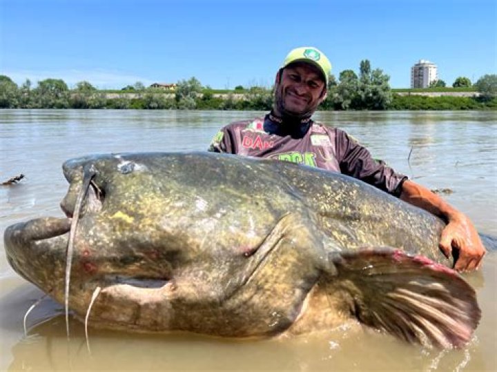 
Watch World’s Largest Freshwater Fish Giant Stingray Viral Video Trending 